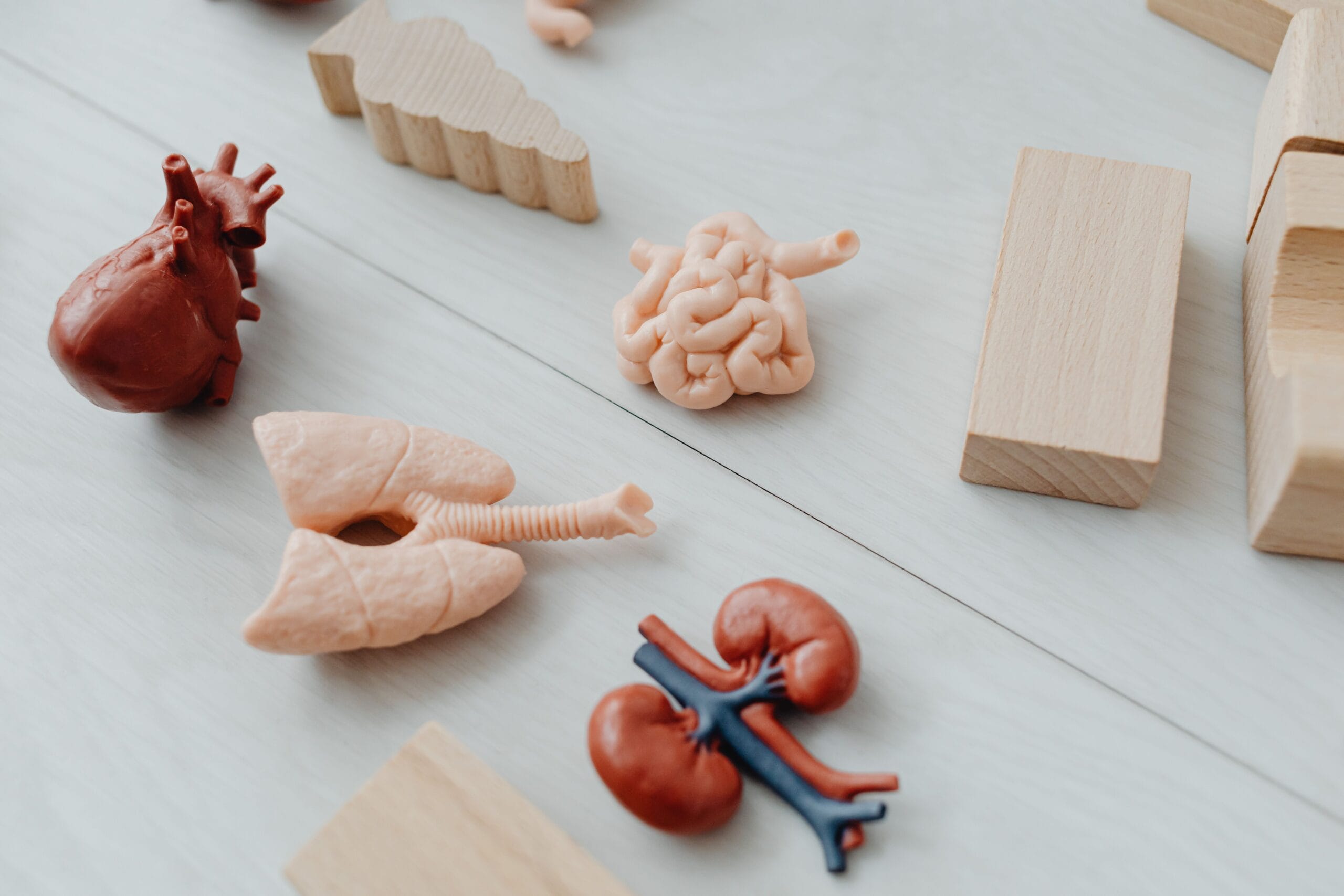 Flying With Chronic Kidney Disease and Dialysis, Close-up of anatomical organ models with wooden blocks, ideal for learning.